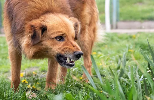 angry dog | types of hoa fines