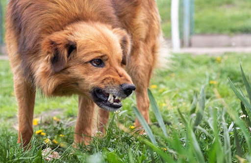 angry dog | types of hoa fines