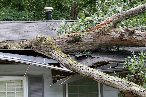 roof damaged by tree | hoa tree trimming