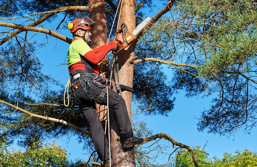 cutting a tree | hoa tree trimming